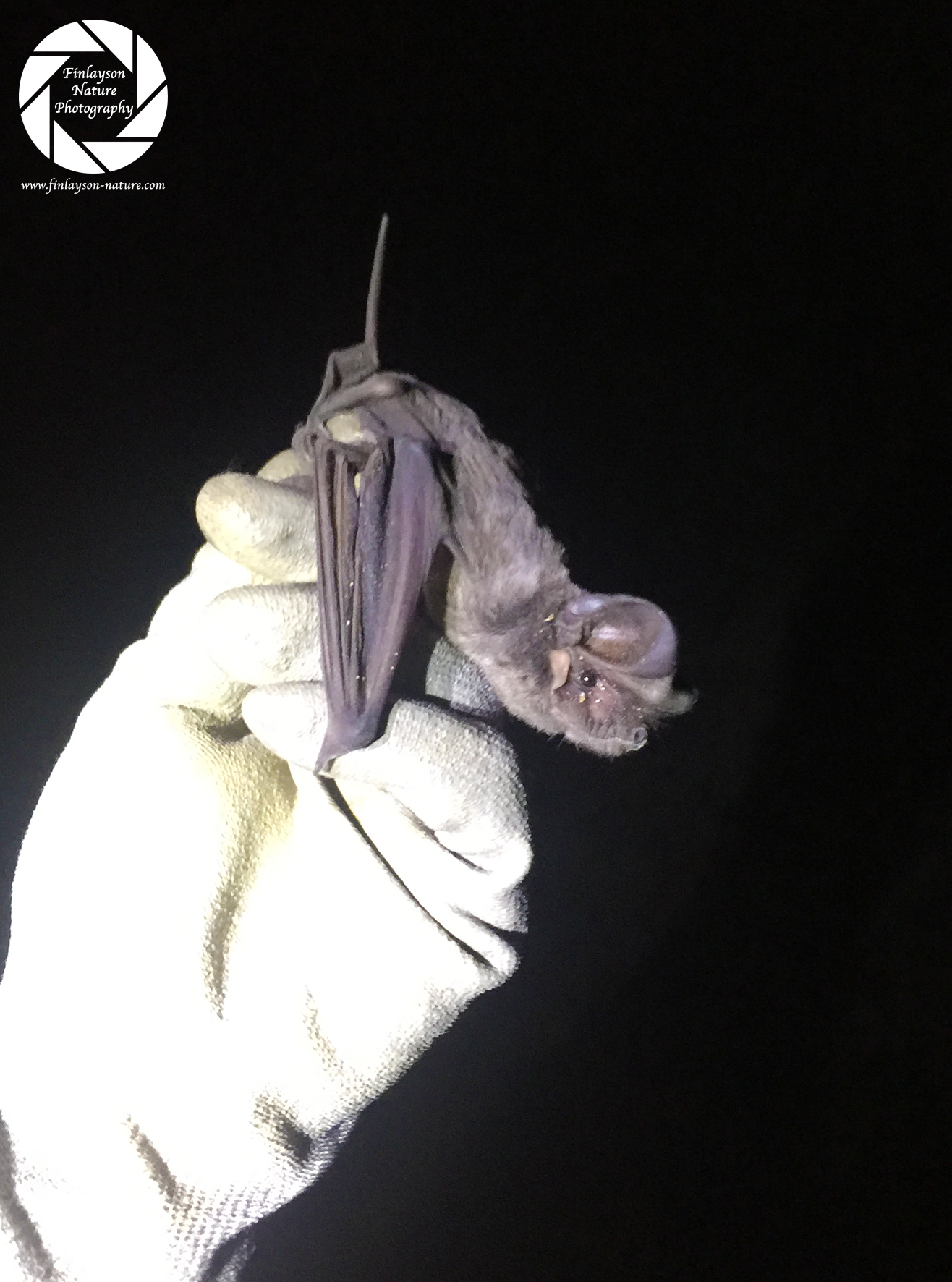 562.6 The European Free-tailed Bat.jpg